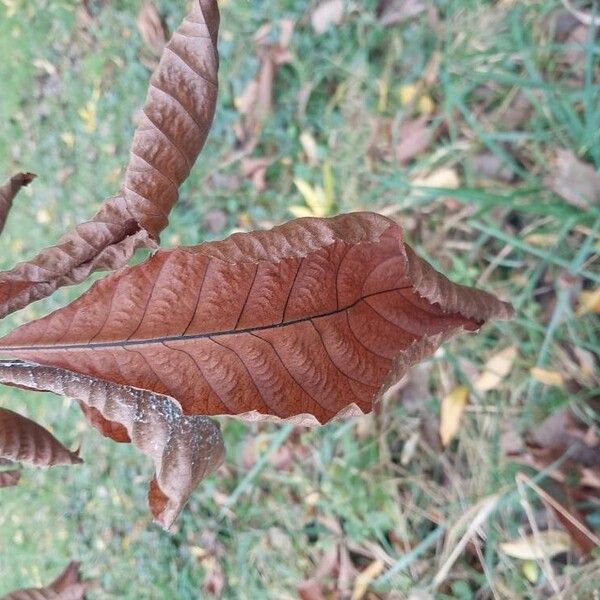 Carya ovata Φύλλο