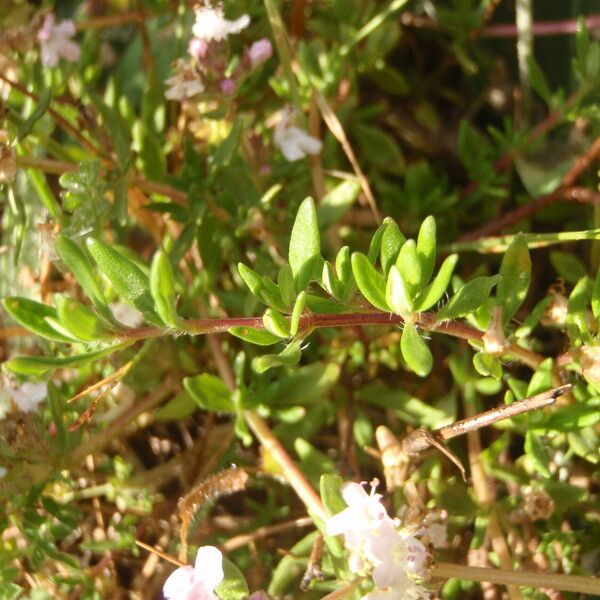 Thymus longicaulis Hoja