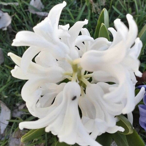 Hyacinthus orientalis Flor