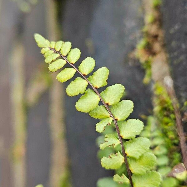 Asplenium trichomanes Levél