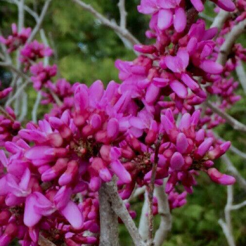 Cercis canadensis Blüte