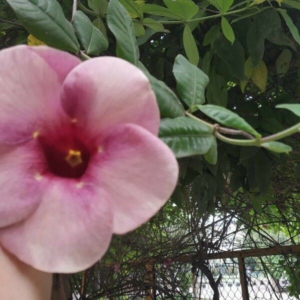 Allamanda blanchetii Flower