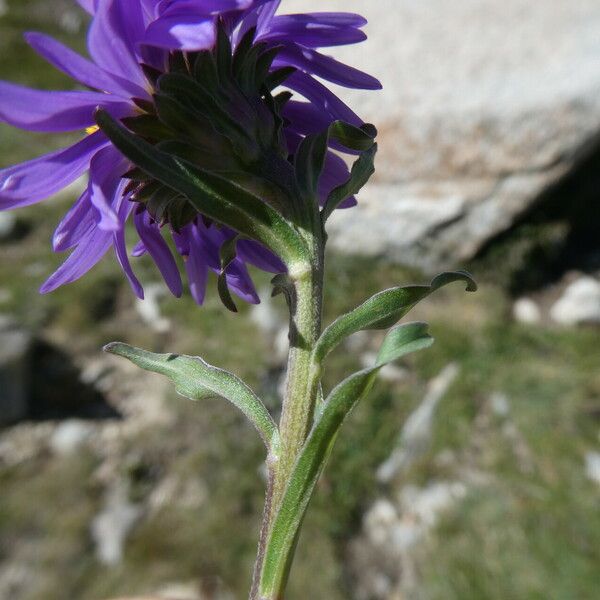 Aster alpinus Лист