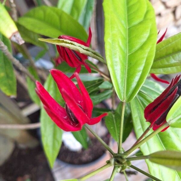 Pavonia multiflora Lorea