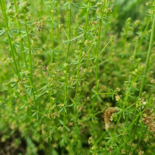 Galium parisiense Квітка