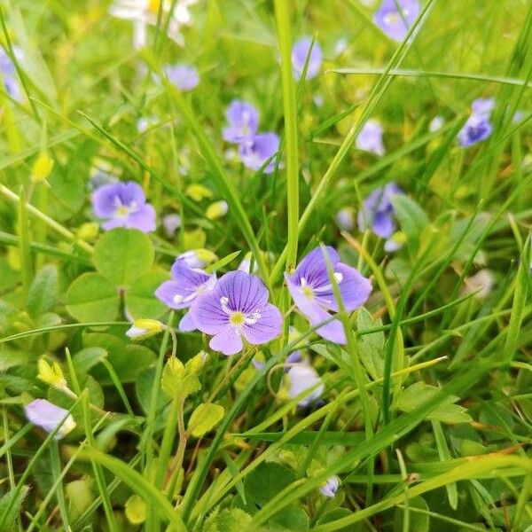 Veronica filiformis Λουλούδι