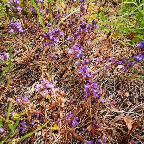 Orobanche cernua Õis