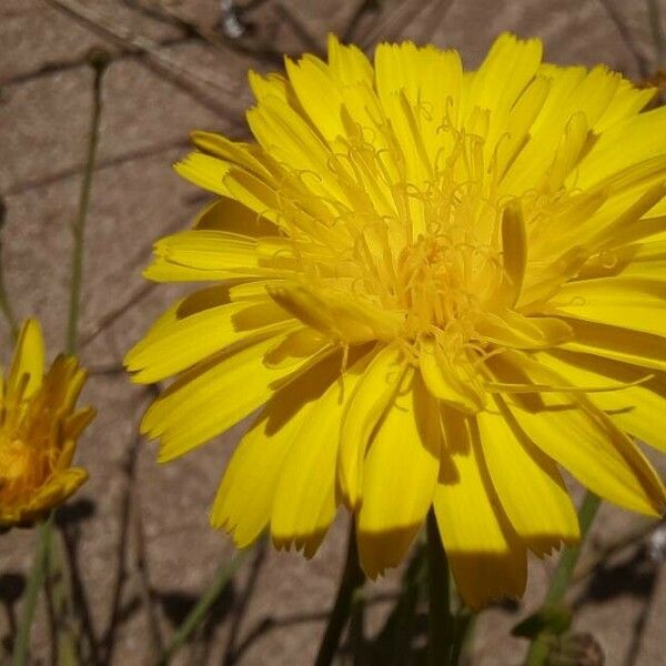 Launaea fragilis Квітка