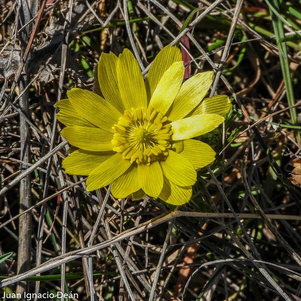 Adonis vernalis Цветок