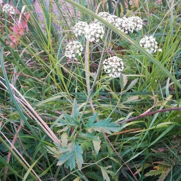 Cicuta virosa Blodyn