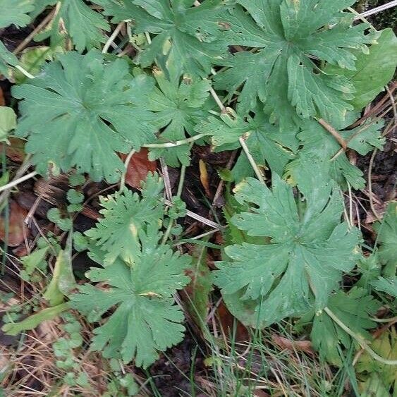 Geranium erianthum Leaf