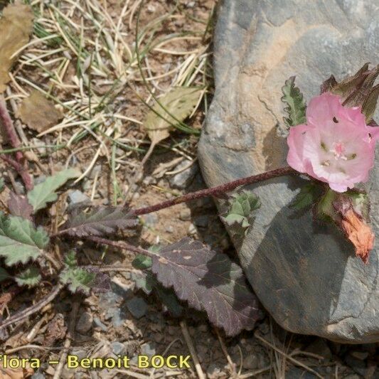 Malope malacoides 整株植物