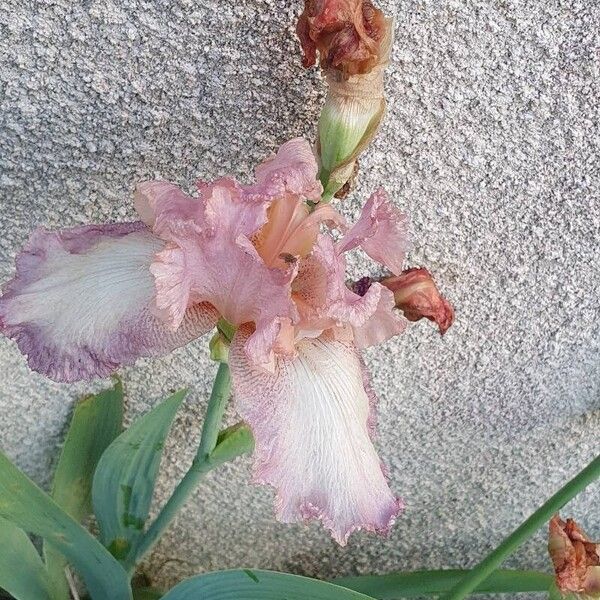 Iris barbatula Flor