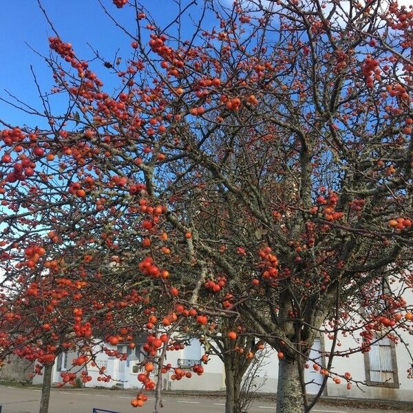 Malus × floribunda Habit