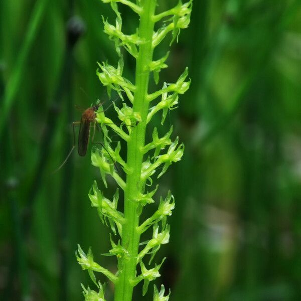 Malaxis monophyllos Flower