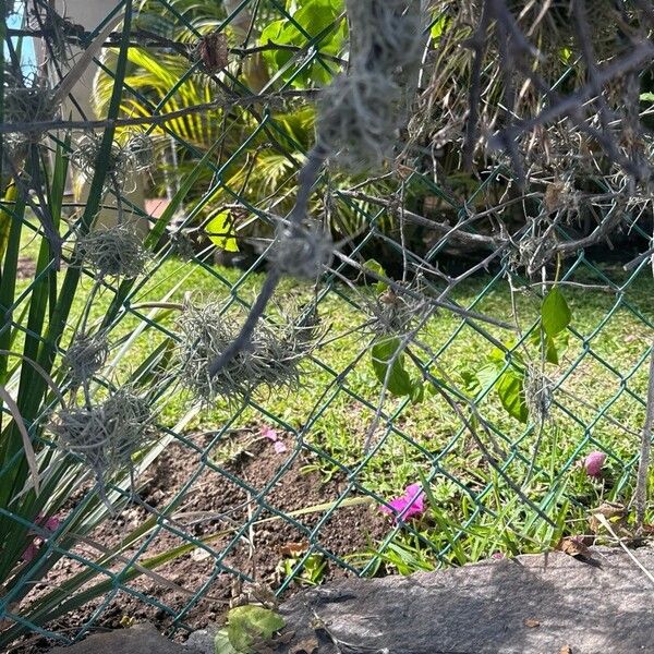 Tillandsia recurvata Feuille