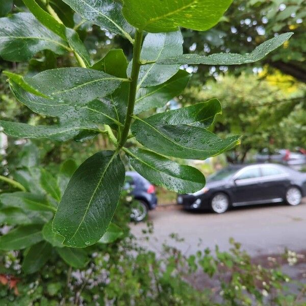 Arbutus menziesii 葉