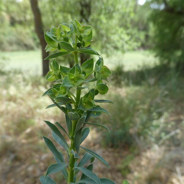 Euphorbia falcata 樹皮