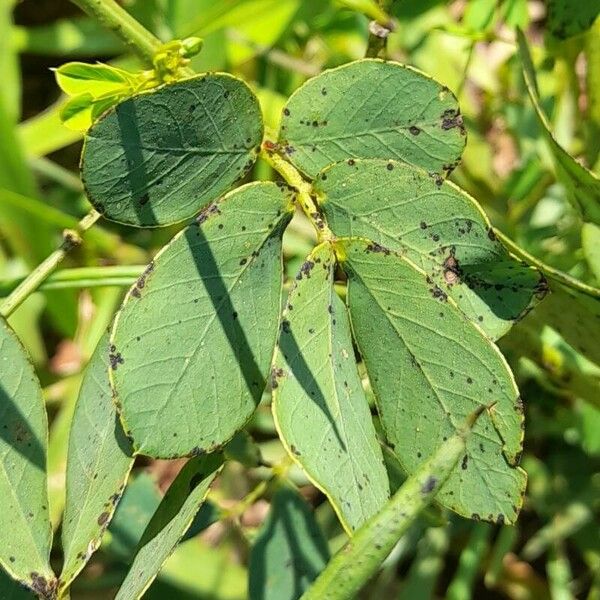 Senna obtusifolia Leaf