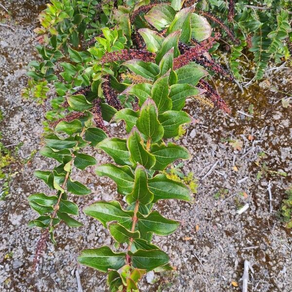 Coriaria ruscifolia Frunză