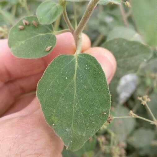 Boerhavia coccinea 叶