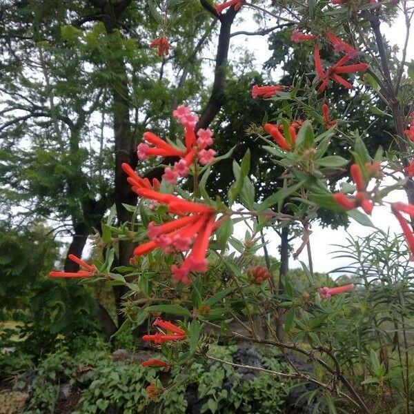 Bouvardia ternifolia Cvet