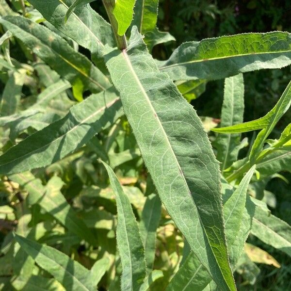 Sonchus palustris Ліст