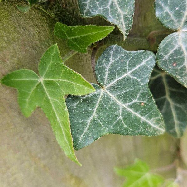 Hedera hibernica Лист