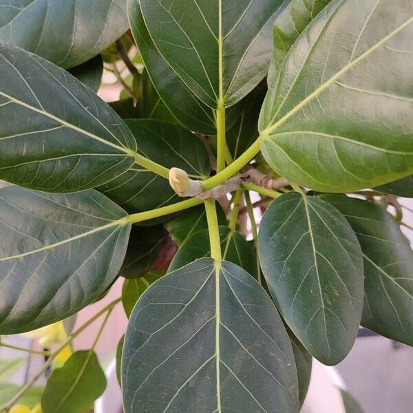 Ficus benghalensis 葉