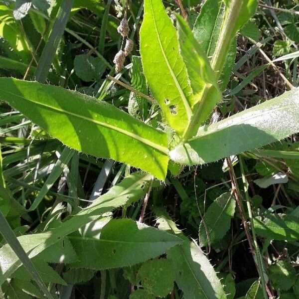 Cirsium monspessulanum पत्ता