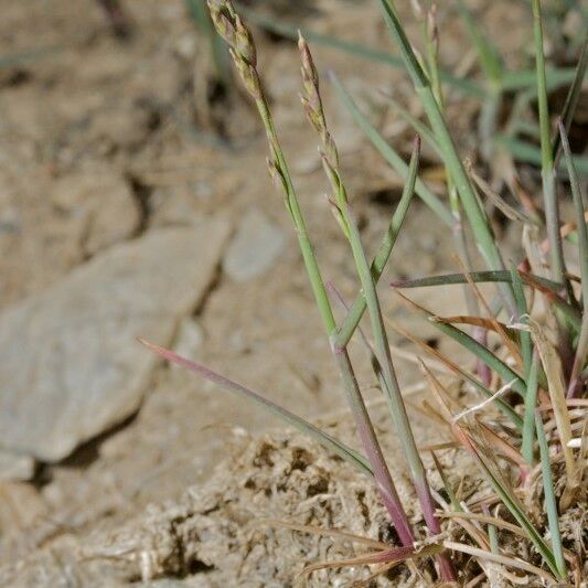 Poa glauca Hábitos