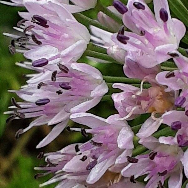 Allium tuberosum ফুল