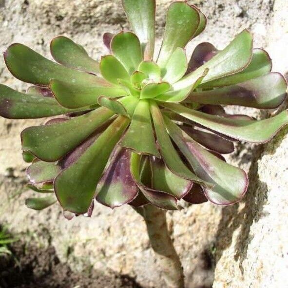 Aeonium arboreum Συνήθη χαρακτηριστικά