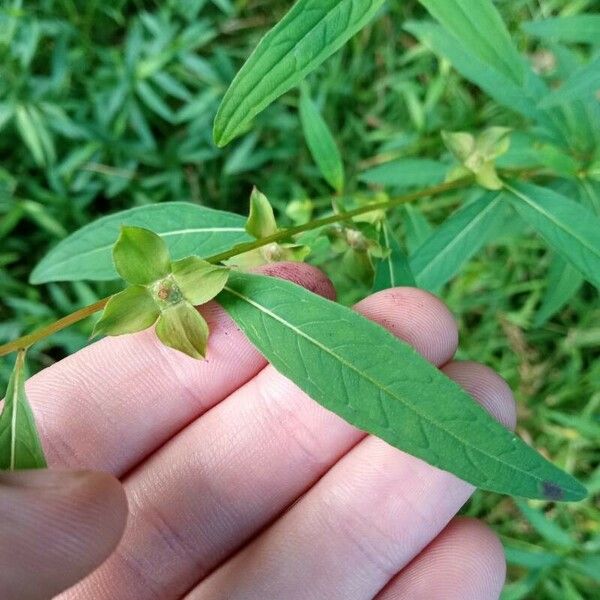 Ludwigia alternifolia برگ