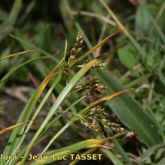 Carex capillaris Blodyn