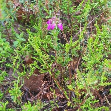 Erica ciliaris Floare