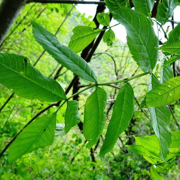 Fraxinus excelsior Frunză