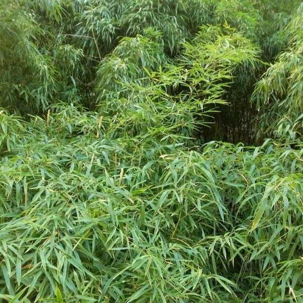 Phyllostachys aurea 整株植物