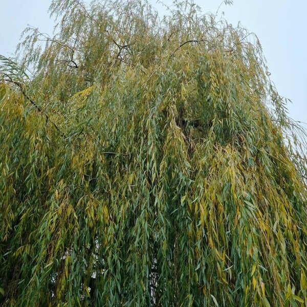 Salix × pendulina Yeri