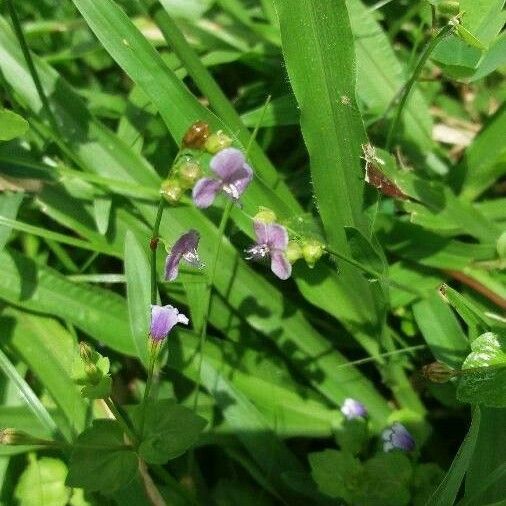 Murdannia nudiflora Fiore