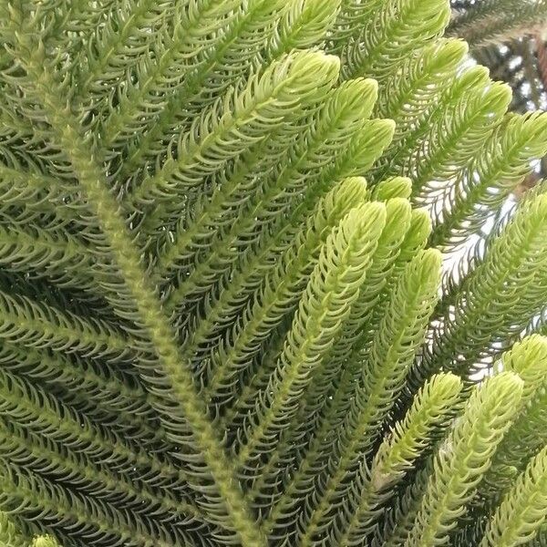 Araucaria heterophylla Leaf