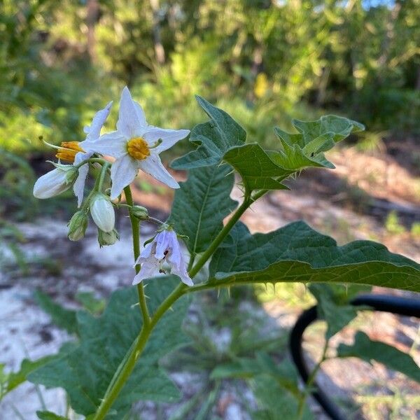 Solanum carolinense 花