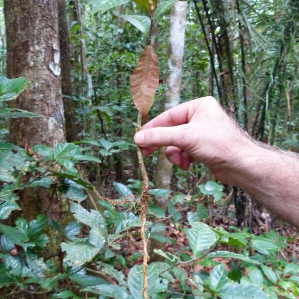 Tectona grandis Leaf