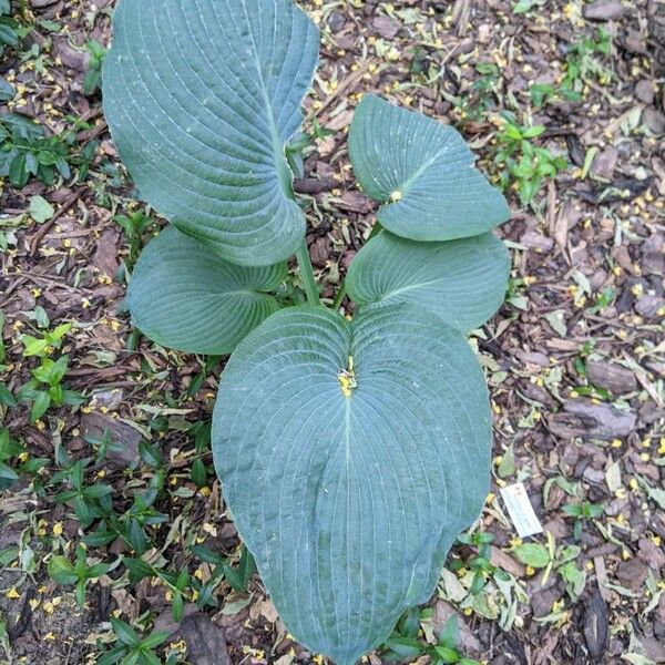 Hosta sieboldiana 叶