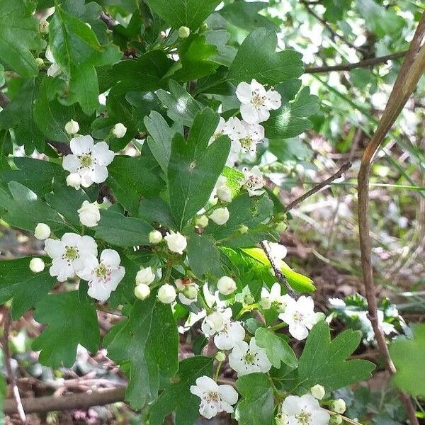 Crataegus monogyna फूल