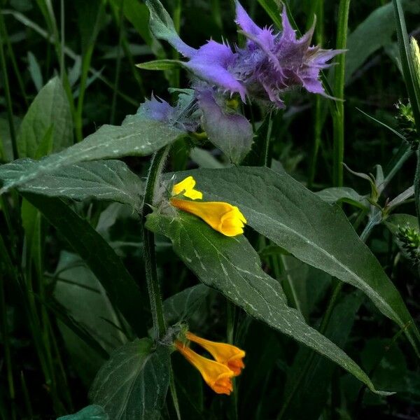 Melampyrum nemorosum फूल