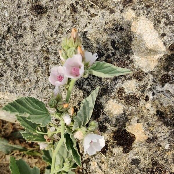 Althaea officinalis Květ