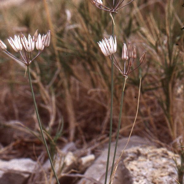 Allium moschatum ᱮᱴᱟᱜ