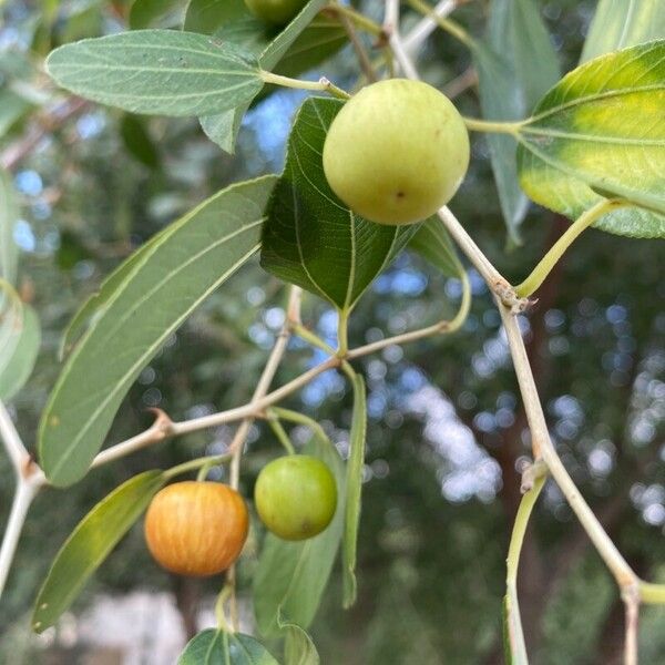 Ziziphus spina-christi Gyümölcs