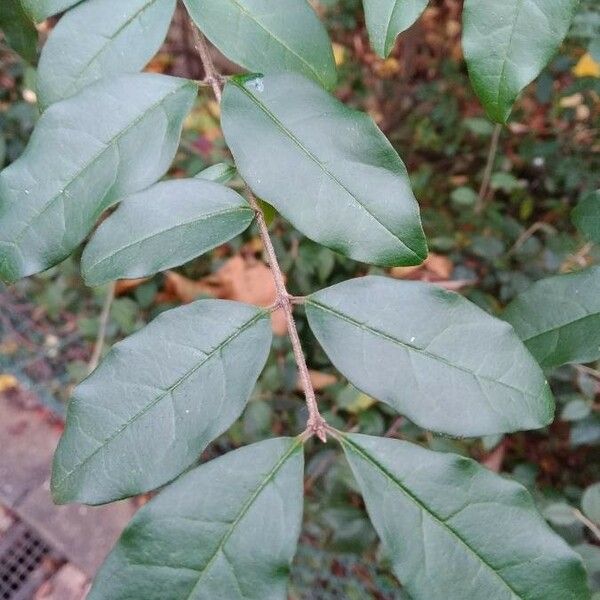 Ligustrum sinense Lehti